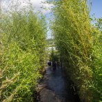 Bambus (Phyllostachys bissetii) - výška 150-175 cm, kont. C10L (-26°C)
